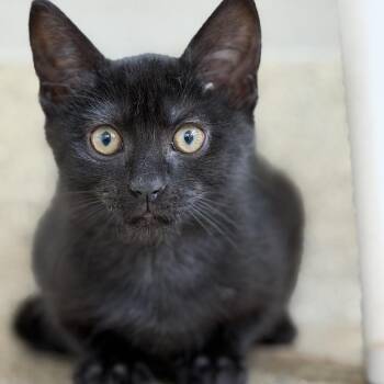 SPF 50 -  Domestic Short Hair Cat for Adoption in Gloucester, Virginia - SPF 50 | PetCurious
