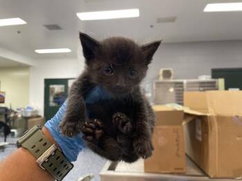 Domestic Short Hair Cats Available for Adoption in Thousand Palms, California - A1910558 | PetCurious