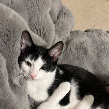 Pedro -  Domestic Short Hair Cat for Adoption in Potomac, Maryland - Pedro | PetCurious