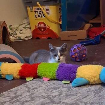 Doodlebop -  Domestic Short Hair Cat for Adoption in Granville, Ohio - Doodlebop | PetCurious