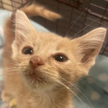 Mario -  Domestic Short Hair Cat for Adoption in Chicago, Illinois - Mario | PetCurious