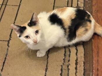 Justice 3737 -  Domestic Short Hair Cat for Adoption in Dallas, Texas - Justice 3737 | PetCurious