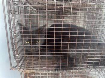 A657719 -  Domestic Short Hair Cat for Adoption in Houston, Texas - A657719 | PetCurious