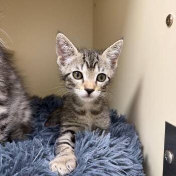 Bam Bam -  Domestic Short Hair Cat for Adoption in Bradenton, Florida - Bam Bam | PetCurious