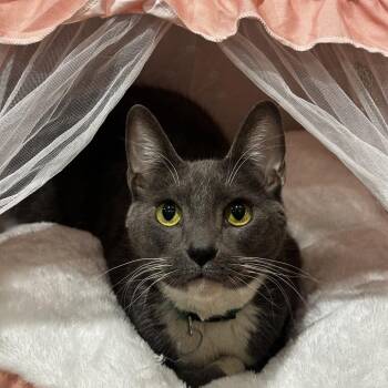 Iceberg -  Domestic Short Hair Cat for Adoption in Tucson, Arizona - Iceberg | PetCurious