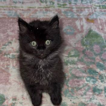 Hiccup -  Domestic Long Hair Cat for Adoption in Springfield, Missouri - Hiccup | PetCurious