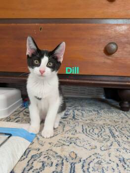 Domestic Short Hair Cats Available for Adoption in Champaign, Illinois - Dill | PetCurious