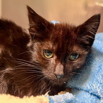 Rescue Domestic Short Hair Cats for Adoption in Oakland, California - Sequin | PetCurious