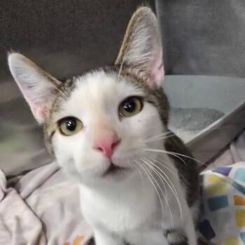 Jr. -  Domestic Short Hair Cat for Adoption in Fairmont, West Virginia - Jr. | PetCurious