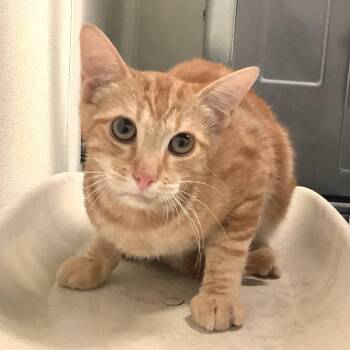 IVHS-Stray-141823 -  Domestic Short Hair Cat for Adoption in San Gabriel, California - IVHS-Stray-141823 | PetCurious