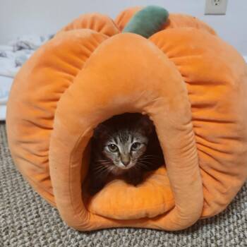 Harvest Chance-AR -  Domestic Short Hair Cat for Adoption in Tallahassee, Florida - Harvest Chance-AR | PetCurious