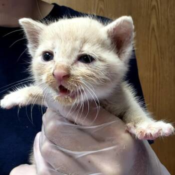 Lip -  Domestic Short Hair Cat for Adoption in Newark, New Jersey - Lip | PetCurious