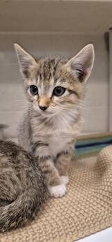 Ernie -  Domestic Short Hair Cat for Adoption in Brownwood, Texas - Ernie | PetCurious