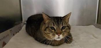 CHEHALIS -  Domestic Short Hair Cat Available for Adoption in Aurora, Illinois - CHEHALIS | PetCurious