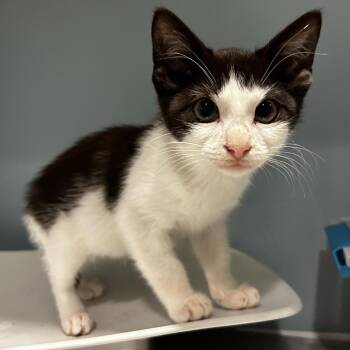 Webkinz -  Domestic Short Hair Cat for Adoption in Chattanooga, Tennessee - Webkinz | PetCurious