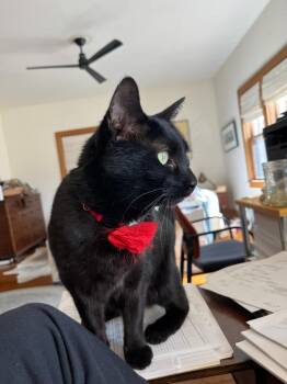 Domestic Short Hair Cats Available for Adoption in Minneapolis, Minnesota - Pip | PetCurious