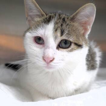 Spencer -  Domestic Short Hair Cat for Adoption in Michigan City, Indiana - Spencer | PetCurious
