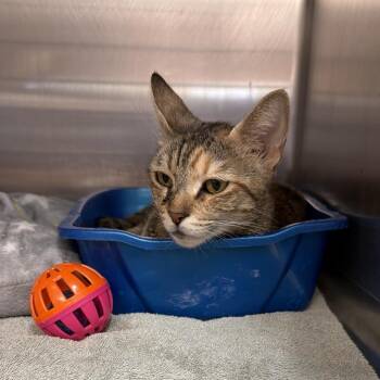 Ria -  Domestic Short Hair Cat for Adoption in Port Charlotte, Florida - Ria | PetCurious