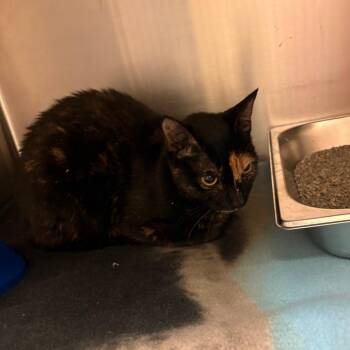 10/15/2026-Stray-WoodruffFarmRoad-"Meowstic 5918" -  Domestic Short Hair Cat for Adoption in Columbus, Georgia - 10/15/2026-Stray-WoodruffFarmRoad-"Meowstic 5918" | PetCurious