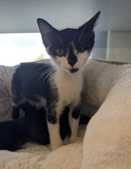 POCUS -  Domestic Short Hair Cat for Adoption in Leesburg, Virginia - POCUS | PetCurious