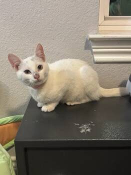 Rescue Domestic Short Hair Cats for Adoption in Fort Worth, Texas - Evangelina (pre Adopt) | PetCurious