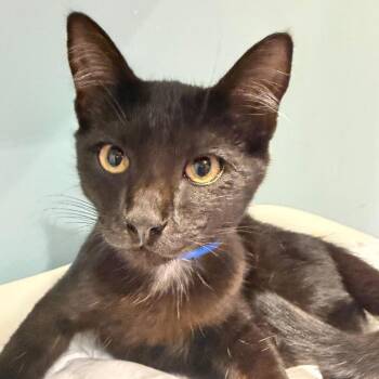 Hulk -  Domestic Short Hair Cat for Adoption in Chattanooga, Tennessee - Hulk | PetCurious