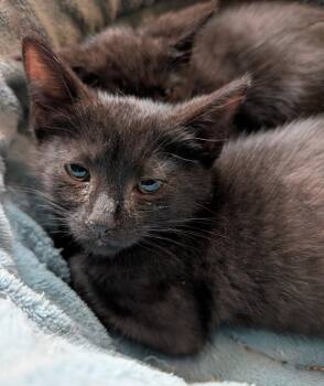Nico (Bonded with Rico) -  Domestic Short Hair Cat for Adoption in Ypsilanti, Michigan - Nico (Bonded With Rico) | PetCurious
