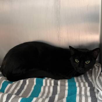 Ellie Mae -  Domestic Short Hair Cat for Adoption in Council Bluffs, Iowa - Ellie Mae | PetCurious