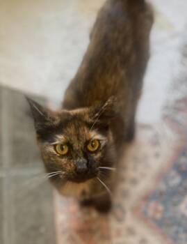 Rescue Domestic Medium Hair and Domestic Short Hair Cats for Adoption in Morristown, New Jersey - Redhaven | PetCurious