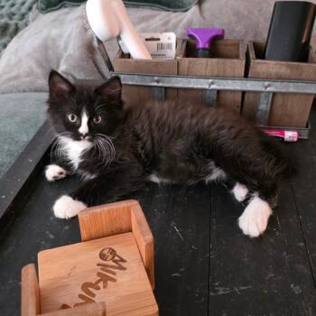Jack Sparrow -  Domestic Long Hair Cat for Adoption in Fort Worth, Texas - Jack Sparrow | PetCurious