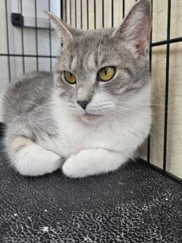 Jackie -  Domestic Short Hair Cat Available for Adoption in Webster, Massachusetts - Jackie | PetCurious