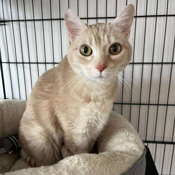 Domestic Short Hair Cats Available for Adoption in Huntington, New York - Roy | PetCurious