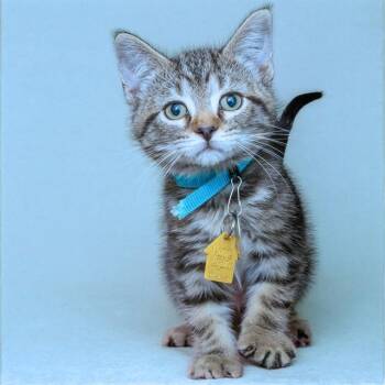 GREEN -  Domestic Short Hair Cat for Adoption in St. Louis, Missouri - GREEN | PetCurious