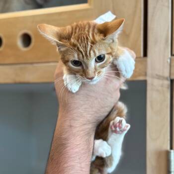 Oscarina- City Of Industry Location -  Domestic Short Hair Cat for Adoption in Chino Hills, California - Oscarina- City Of Industry Location | PetCurious