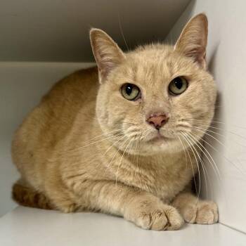 Burt -  Domestic Short Hair Cat for Adoption in Saint Joseph, Missouri - Burt | PetCurious