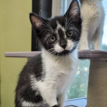 Penguin -  Domestic Short Hair Cat for Adoption in West Jefferson, Ohio - Penguin | PetCurious