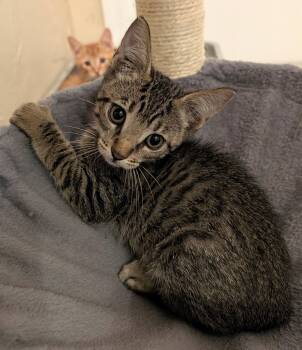 Misty -  Domestic Short Hair Cat for Adoption in Oviedo, Florida - Misty | PetCurious