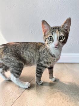 Oakley (bonded to Olive) -  Tabby Cat for Adoption in Austin, Texas - Oakley (bonded To Olive) | PetCurious