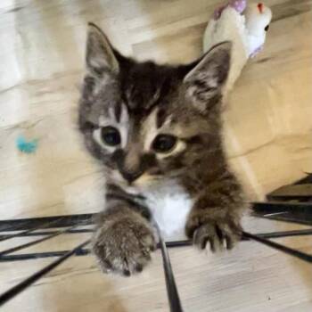 Domestic Medium Hair Cats Available for Adoption in Moses Lake, Washington - Arlo | PetCurious