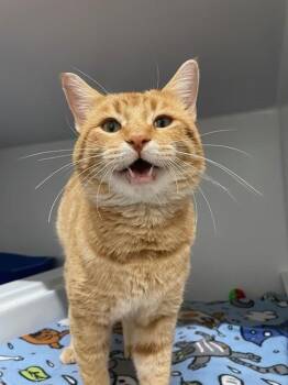 Rescue Domestic Short Hair Cats for Adoption in Hayward, Wisconsin - Archie | PetCurious