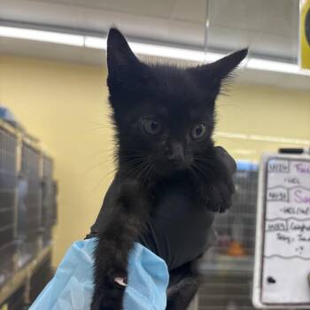 Leigh-Anne -  Domestic Short Hair Cat for Adoption in West Palm Beach, Florida - Leigh-Anne | PetCurious