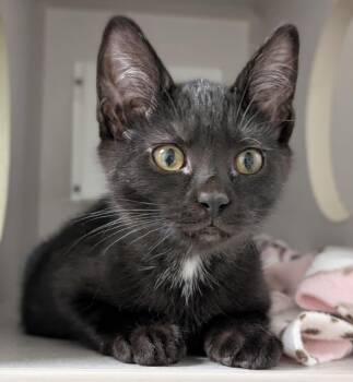 Pinto (and Powder -  Domestic Short Hair Cat for Adoption in Seattle, Washington - Pinto (and Powder | PetCurious