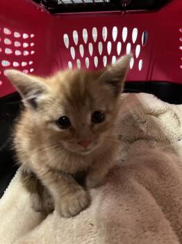Domestic Short Hair Cats Available for Adoption in Camarillo, California - A881487 | PetCurious