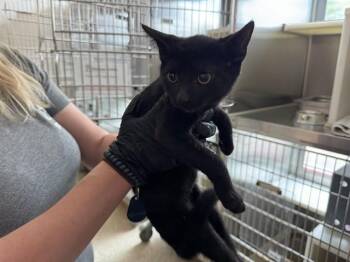 CROWN PRINCE -  Domestic Short Hair Cat for Adoption in Colorado Springs, Colorado - CROWN PRINCE | PetCurious