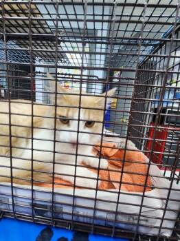 Domestic Medium Hair Cats Available for Adoption in San Antonio, Texas - POPSICLE | PetCurious