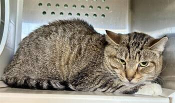 Domestic Short Hair Cats Available for Adoption in Kalamazoo, Michigan - LITTLE BEAR | PetCurious