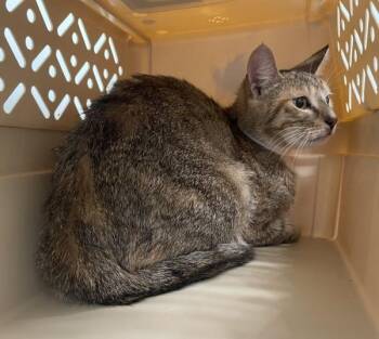 Ophelia -  Domestic Short Hair Cat for Adoption - Ophelia | PetCurious