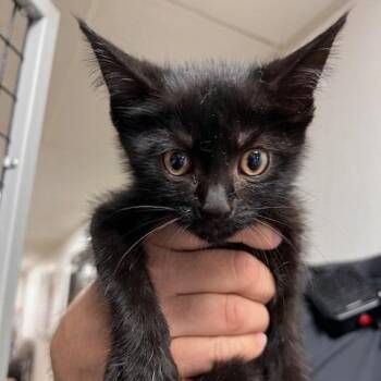MIDNIGHT-30777 -  Domestic Short Hair Cat for Adoption in Memphis, Tennessee - MIDNIGHT-30777 | PetCurious