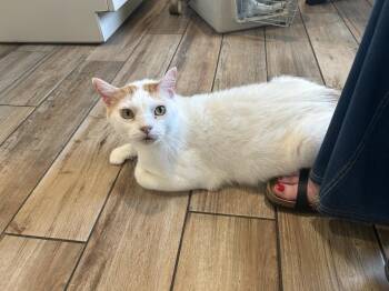Zan -  Domestic Short Hair Cat for Adoption in Blanchard, Oklahoma - Zan | PetCurious