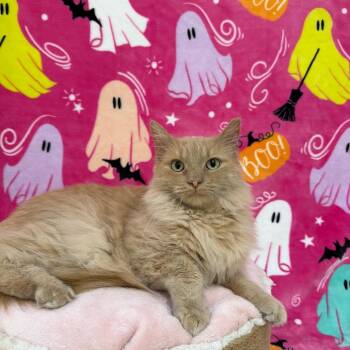 Carmel Corn -  Domestic Long Hair Cat for Adoption in Riverwoods, Illinois - Carmel Corn | PetCurious